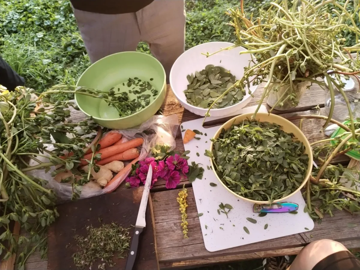 Naberemo svež tolšak ter preverimo, da smo nabrali pravo rastlino. Liste ločimo od stebla. V steklen kozarec lahko damo samo liste, samo na manjše kose natrgana ali narezana stebla, ali pa mešanico obojega. 

Med tem prekuhamo vodo. Vlijemo jo v stekleno ali keramično posodo in v njej raztopimo sol, da dobimo 2-3% slanico. Pustimo, da se ohladi.