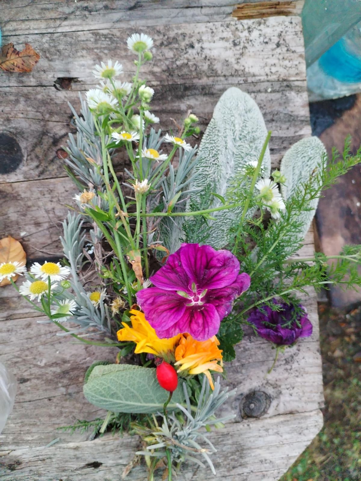 Najprej naberemo rastline. Nairamo trajnostne, ne-zaščitene rastline, da ne naredimo škode naravnemu okolju. Mi smo nabrali dve različni vrsti žajblja, slezenovec, rman, sivko ter enoletno suholetnico. Vse rastline smiselno zložimo v šopek.