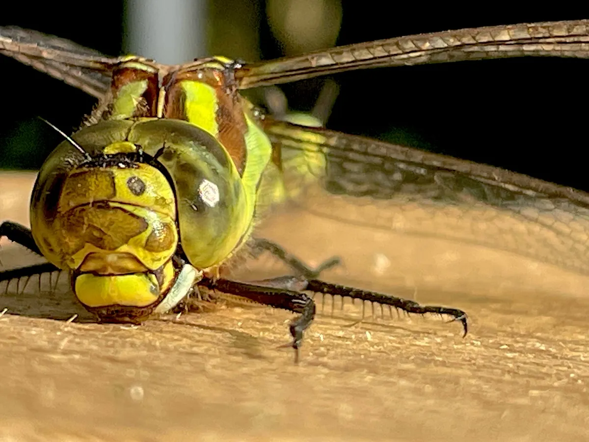 Zapiši na listek, katere zastarele načine mišljenja, škodljiva prepričanja ali nekoristne vzorce želiš kompostirati.