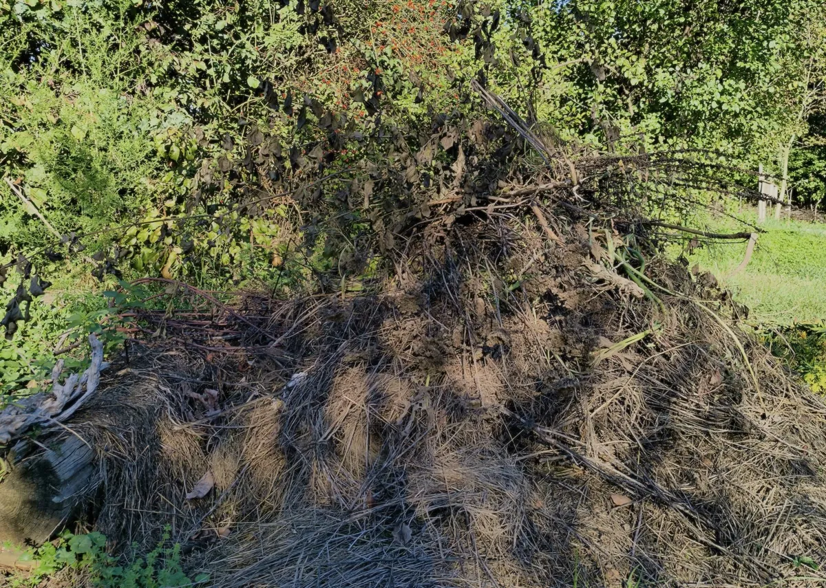 Poišči fizično kompostno gomilo ali posodo na dvorišču, v skupnostnem vrtu ali pa uporabi kot nadomestek cvetlični lonec s prstjo.