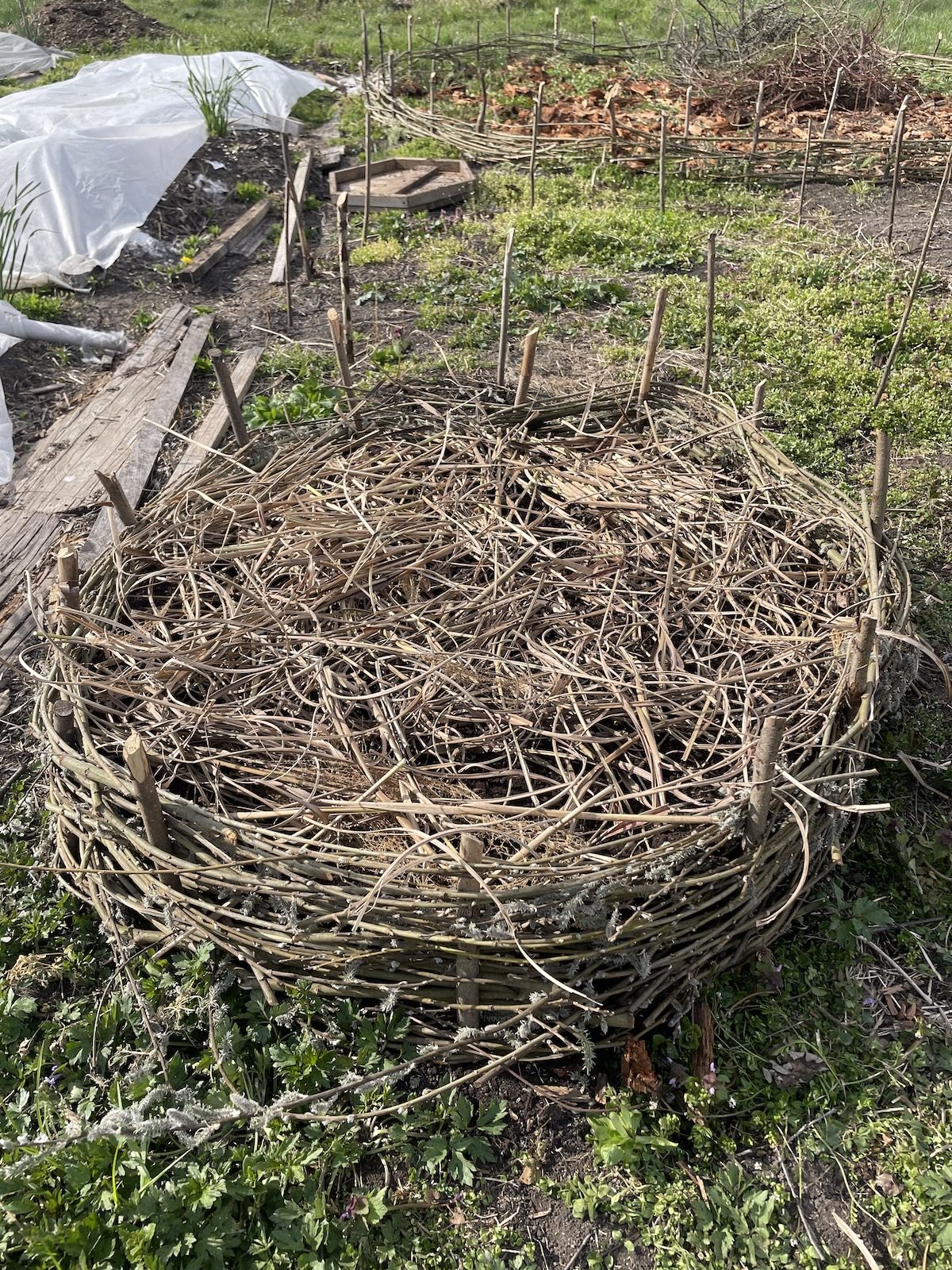 Površino prekrij z zastirko, v okroglo gredo lahko takoj posadiš sadike ali izbrano seme.