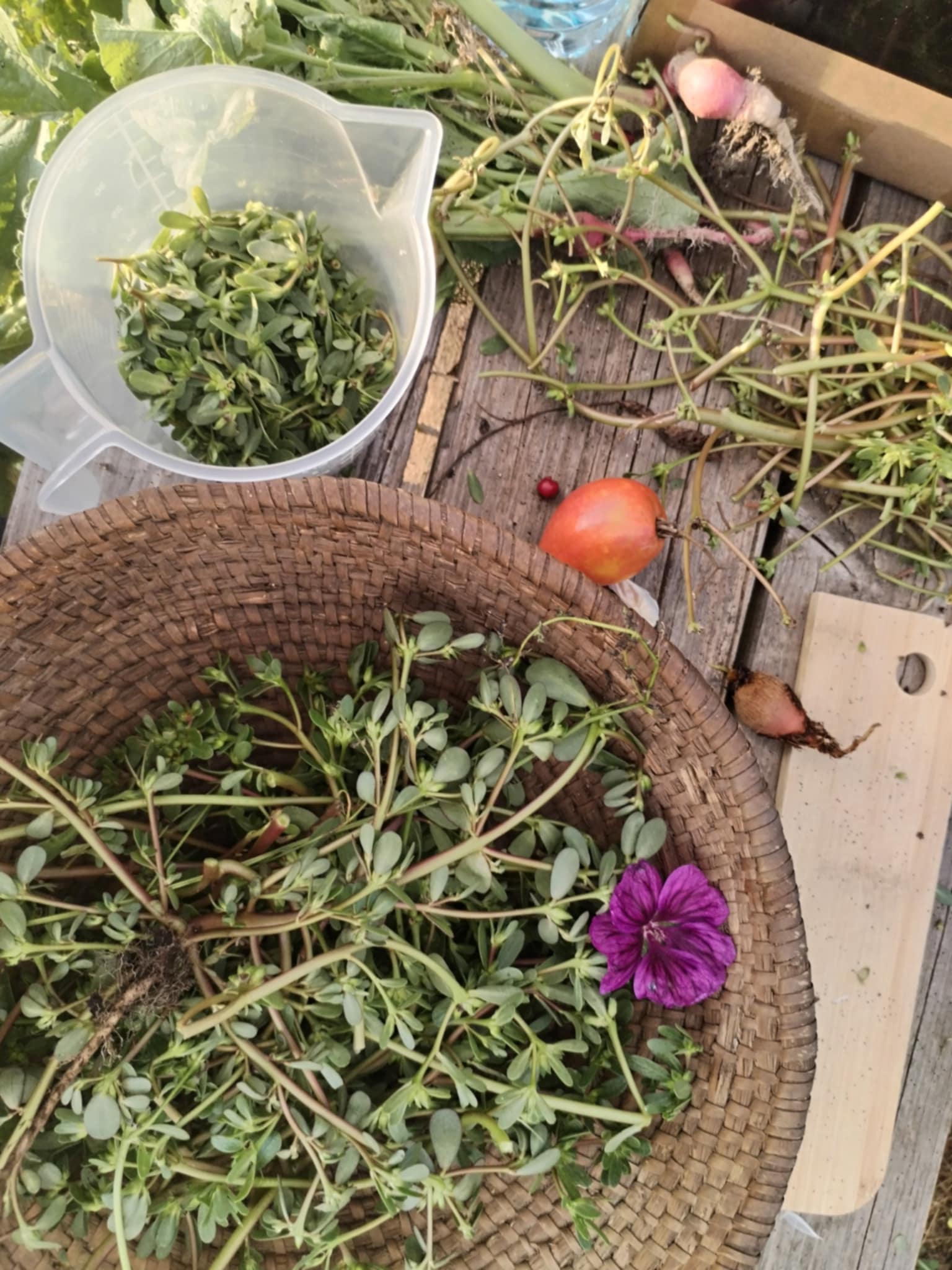 Mikrovesolje v kozarcu: fermentacija